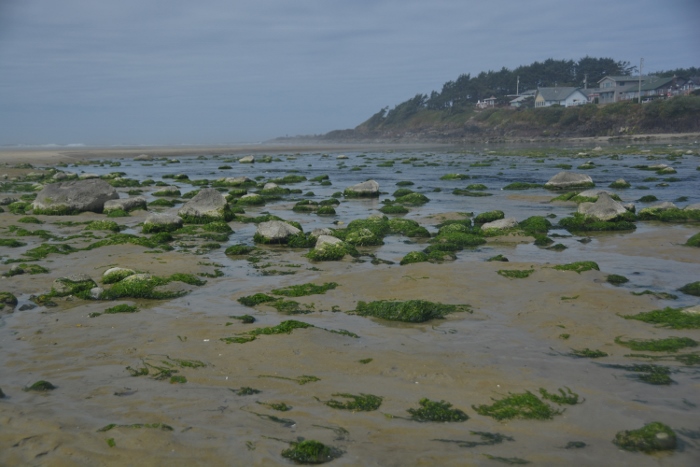 tide pool in the Yachats River